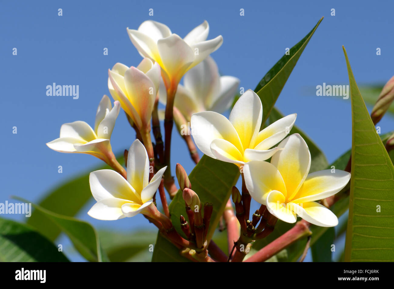 Blanc et jaune Plumeria spp. (Frangipani flowers, Frangipani, pagode ou temple tree) arbre sur fond de ciel lumineux. Banque D'Images