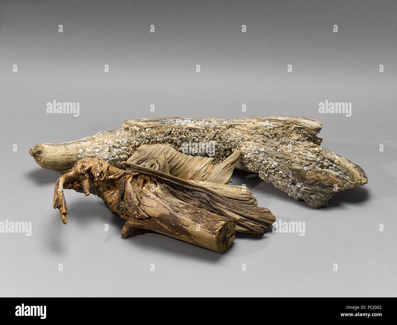 Ascète et laconiques still life - l'emporté des driftwoods sur fond gris. Banque D'Images