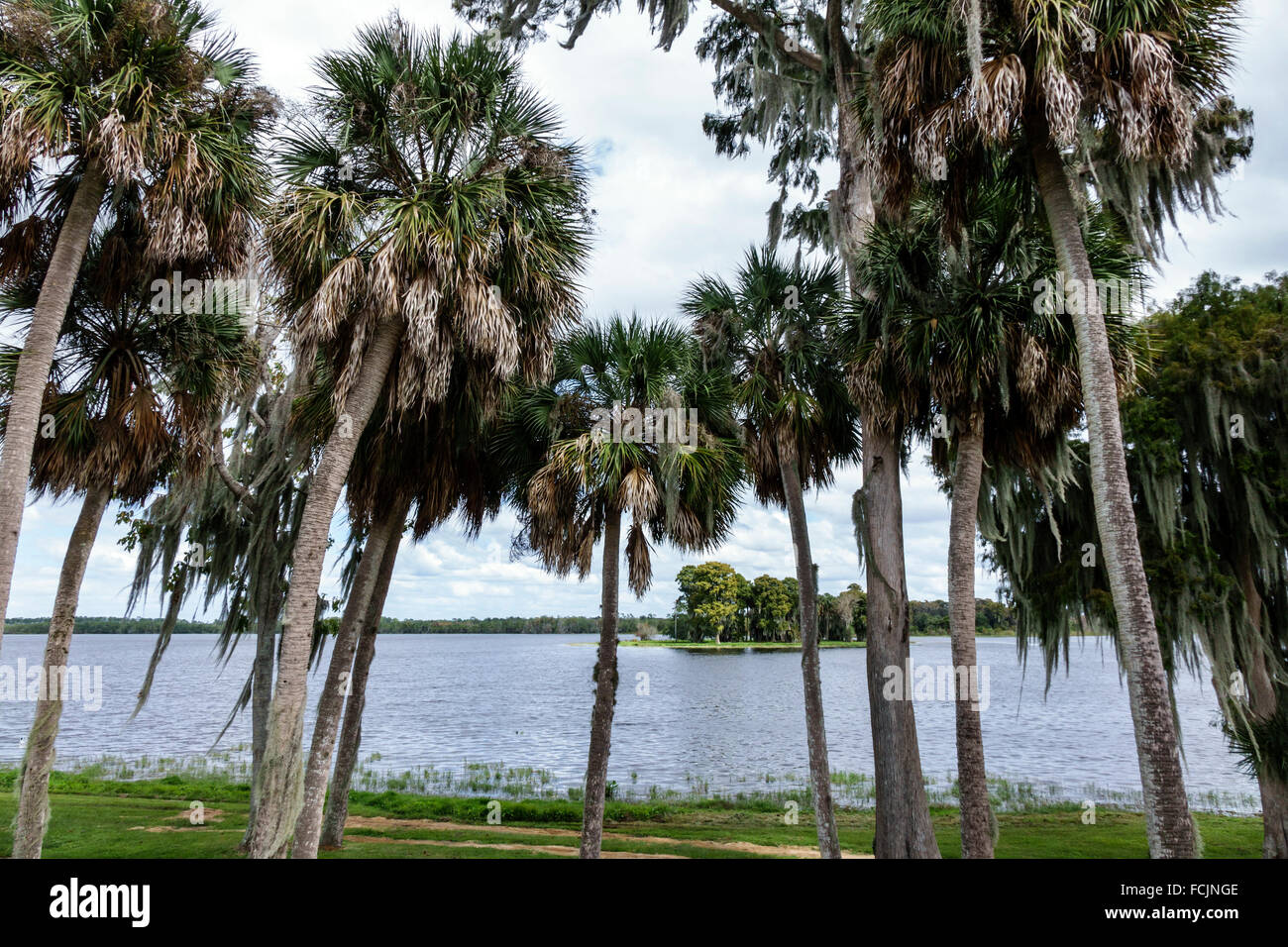 Lac Wales Floride, Jennings Fish Camp Resort, lac Pierce, palmiers, eau, FL151025009 Banque D'Images