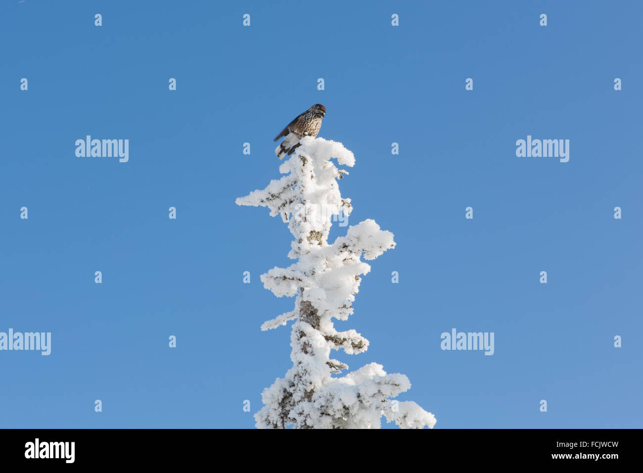 Oiseau sur la partie supérieure de l'arbre couvert de neige. Banque D'Images