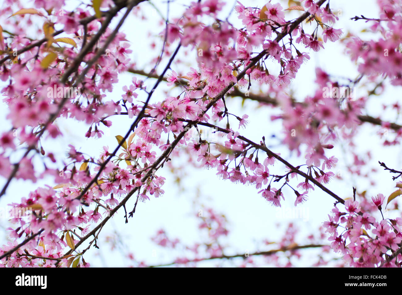 Wild cherry (Prunus en fleurs de l'himalaya cerasoides) Banque D'Images