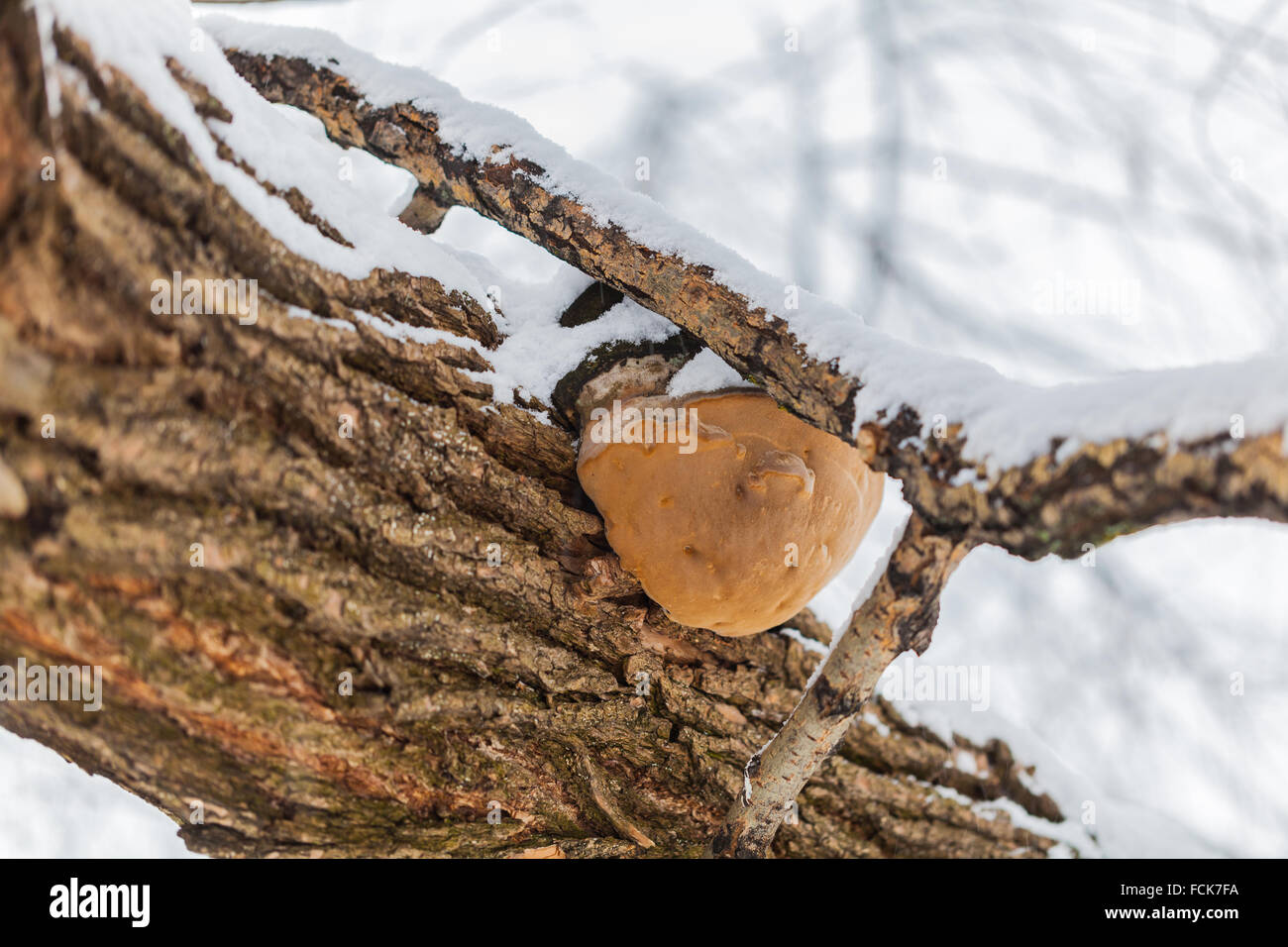 Libre d'un tronc d'arbre dans la forêt d'hiver Banque D'Images