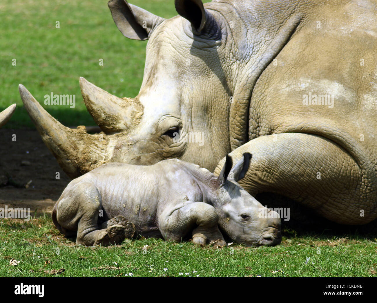 Le premier rhinocéros bébé dans 43 ans a été né à Cotswold Wildlife Park Banque D'Images