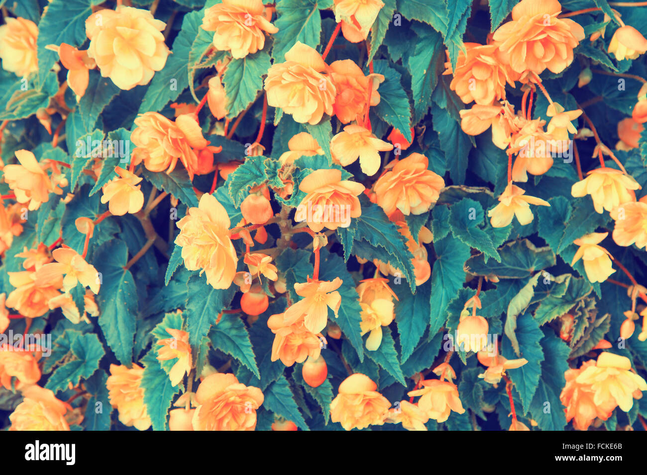 Vintage fond de fleurs de bégonia Banque D'Images