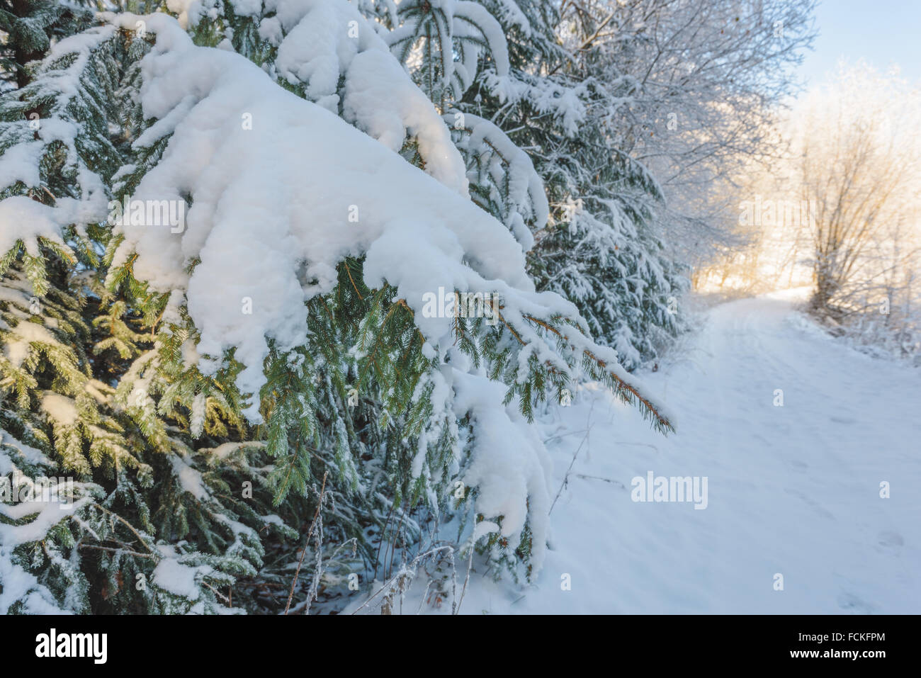 Tige de l'arbre de Noël saupoudré de neige en forêt. Banque D'Images