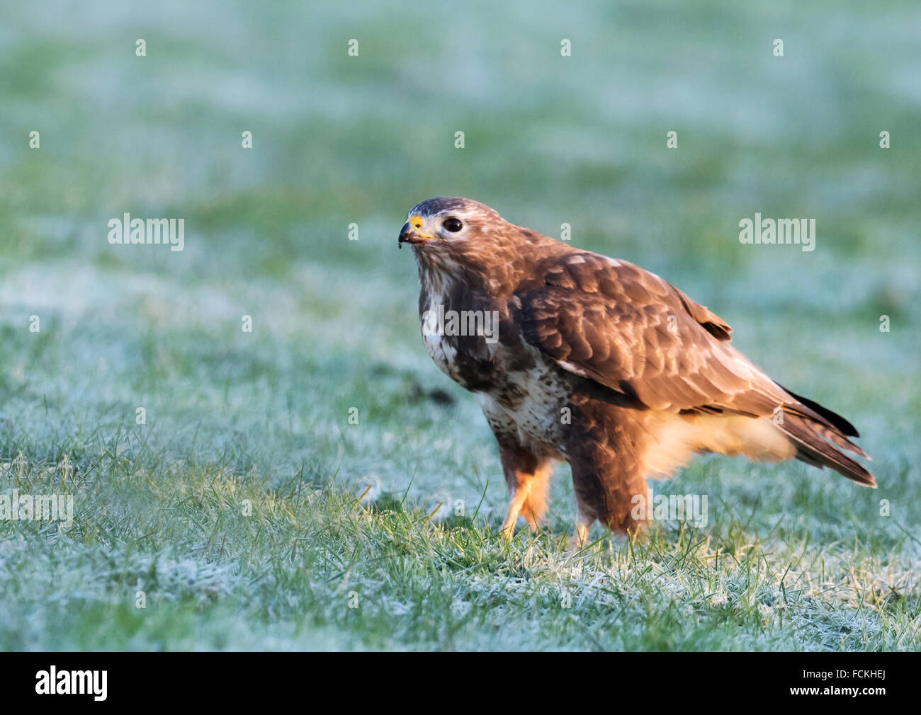 Les femelles sauvages, Buzzard Buteo buteo sur le sol sur un matin glacial Banque D'Images