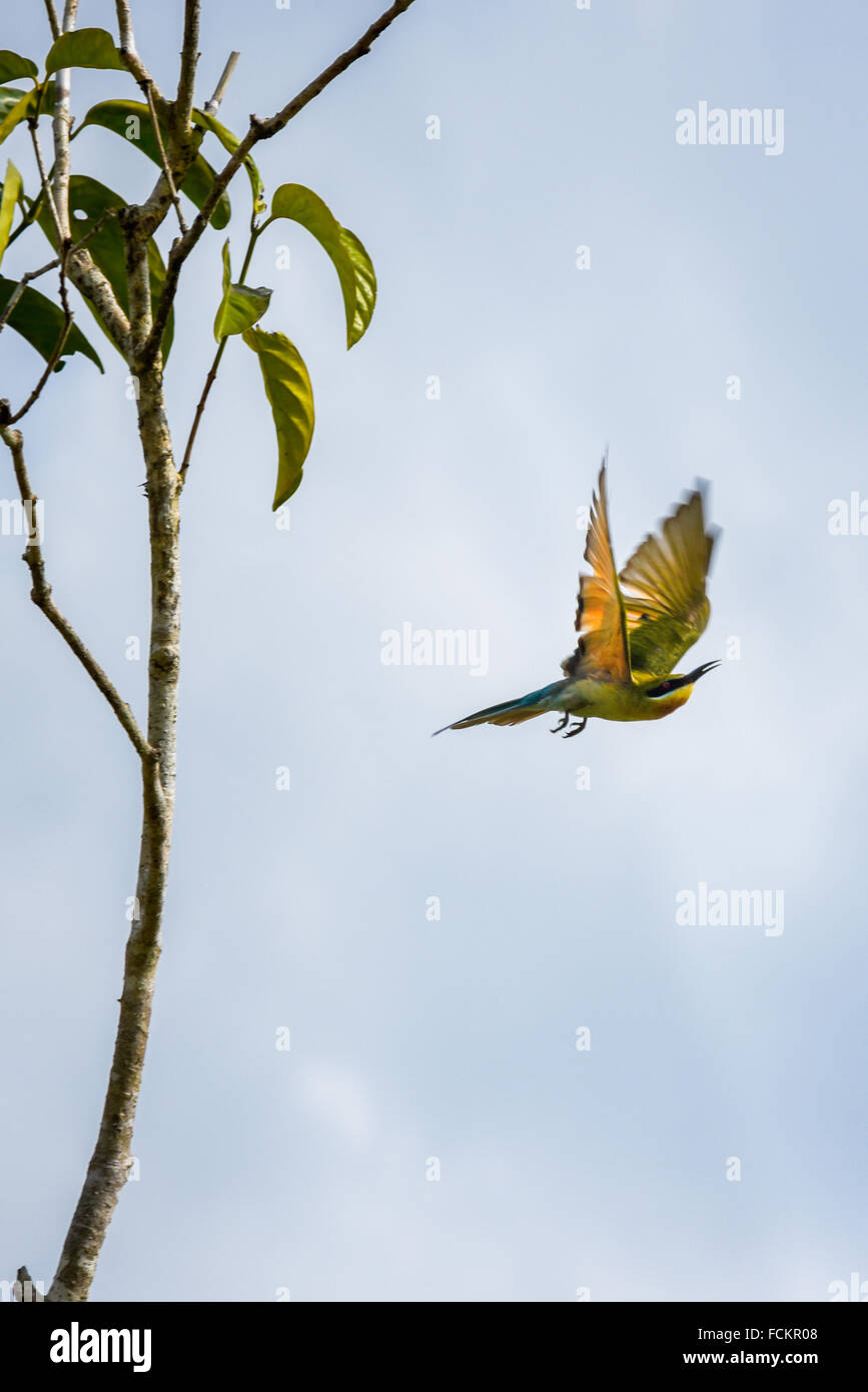 Blue-tailed Guêpier (Merops philippinus) en vol. Banque D'Images