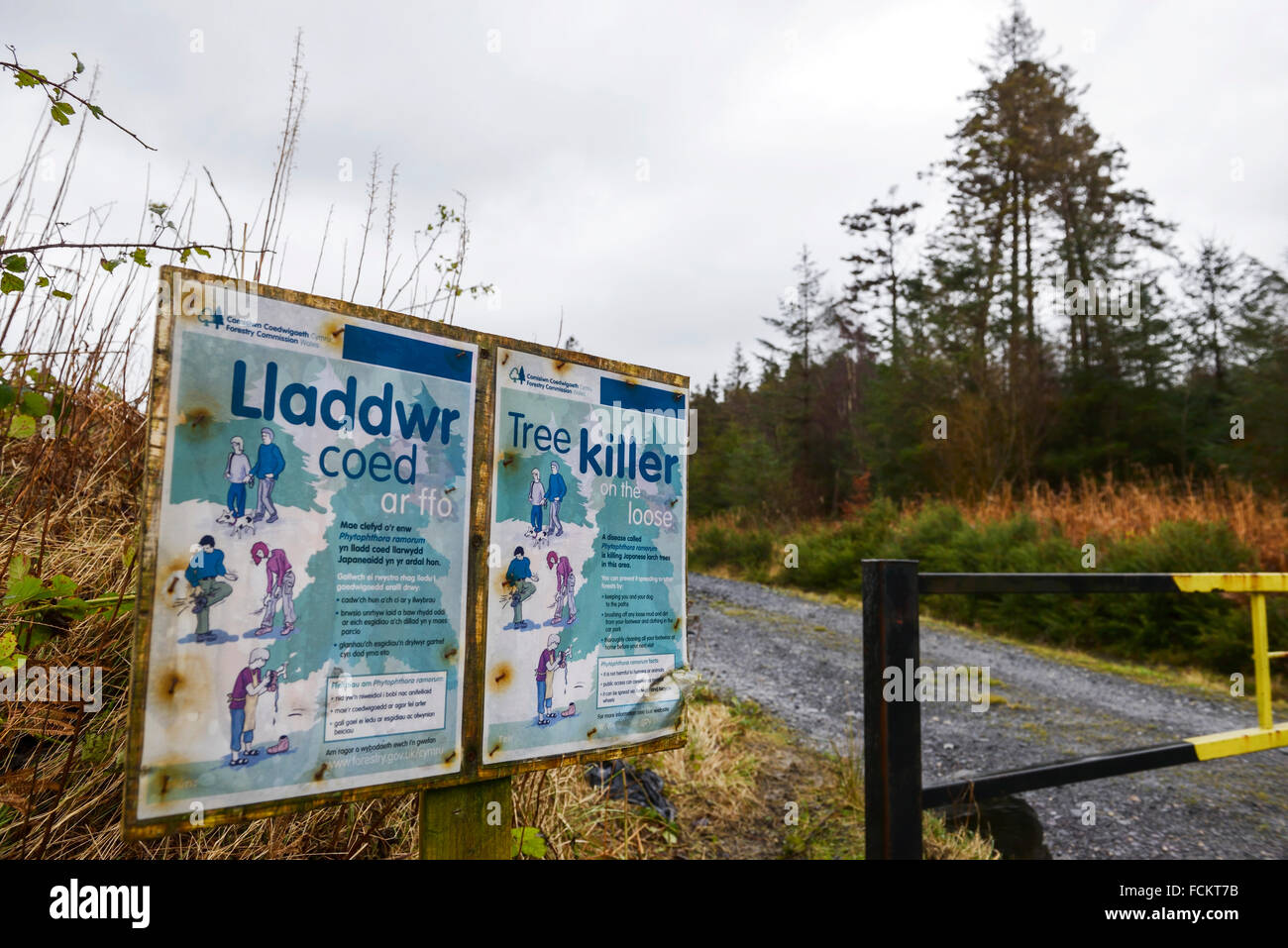 En signe d'avertissement et instructive Clocaenog forest dans le Nord du Pays de Galles sur un virus qui tue les arbres dans la forêt. Banque D'Images
