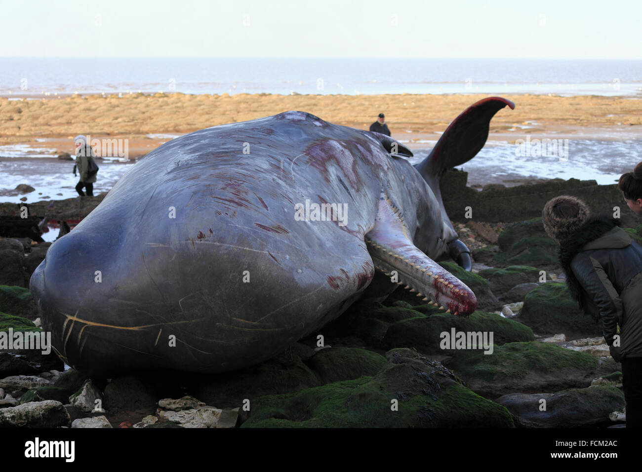 Old Hunstanton, Norfolk, Angleterre, Royaume-Uni. Le 23 janvier 2016. Un cachalot échoué après avoir des ennuis le soir précédent. Quatre baleines ont été observées dans la région, mais seulement un est mort il me semble, de se retrouver sur le dessus de l'épave du chalutier à vapeur Sheraton, perdu dans une tempête au cours de 1947, à la base de la célèbre falaise à rayures. Crédit : Stuart Aylmer/Alamy Live News Banque D'Images