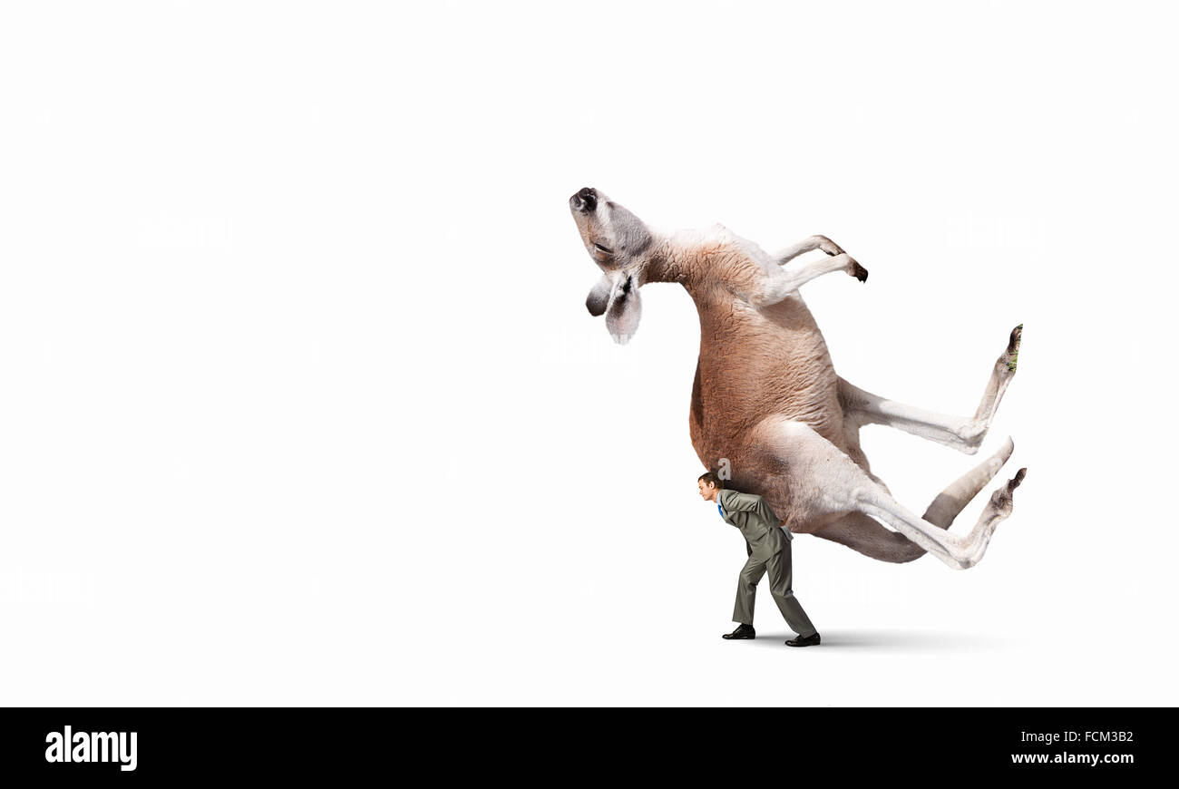 Fatigué businessman carrying kangaroo sur son dos Banque D'Images