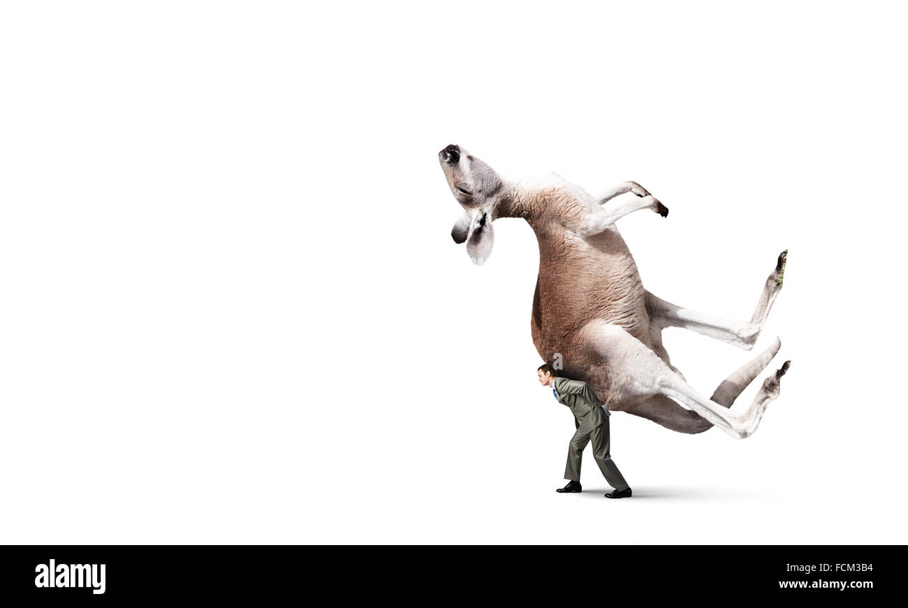Fatigué businessman carrying kangaroo sur son dos Banque D'Images