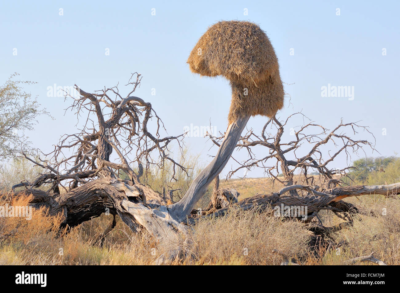 Arbre mort avec Sociable Weaver nid communautaire dans le parc transfrontalier de Kgalagadi Banque D'Images