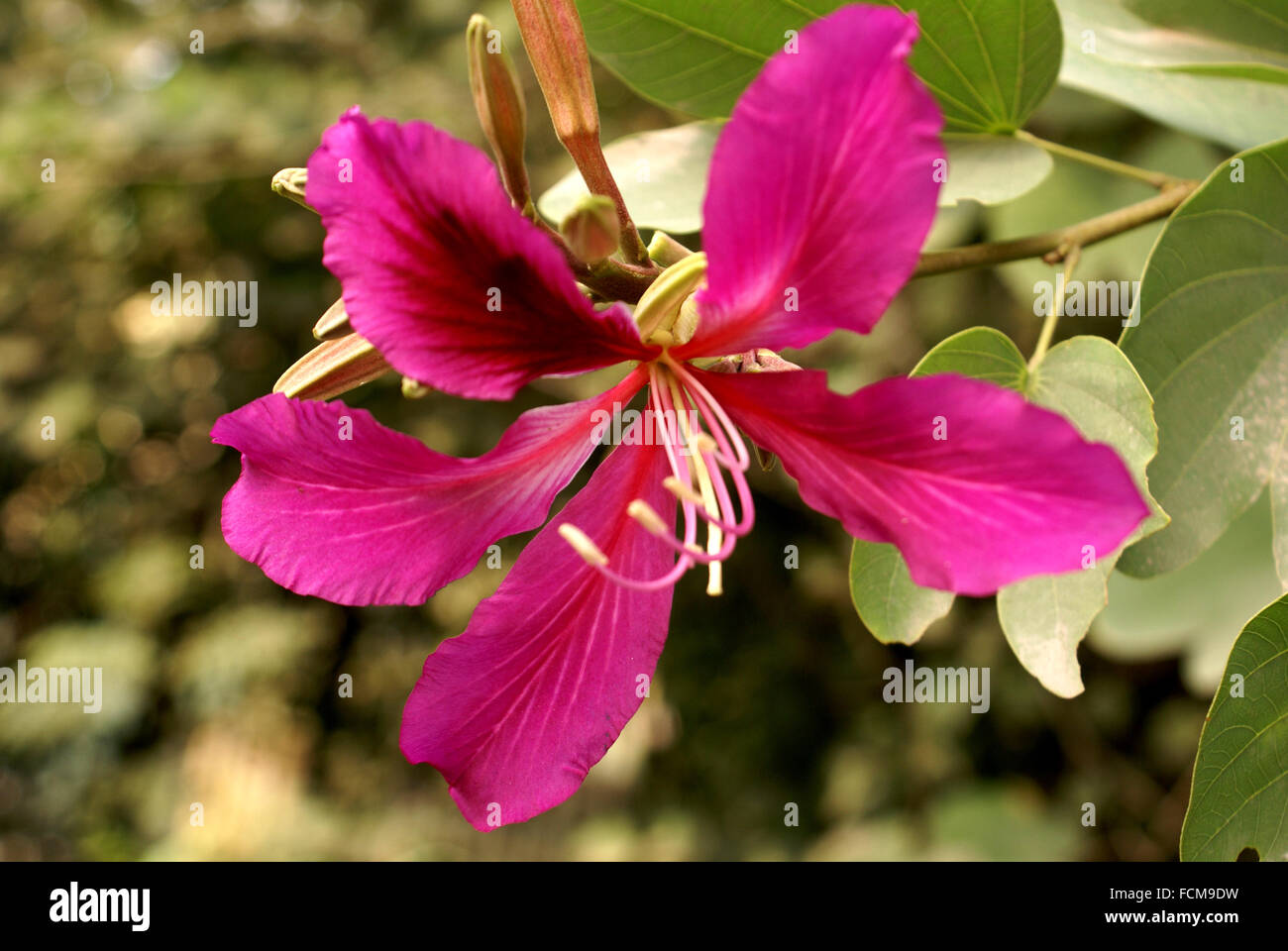 X Bauhinia blakeana, Hong Kong Orchid tree, hybride stérile avec du rouge-violet fleurs orchidée parfumée Banque D'Images