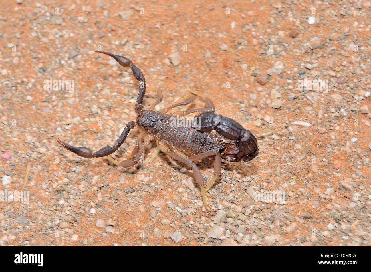 Scorpion à queue épaisse granulé, Parabuthus granulatus, dans le Kalahari Banque D'Images
