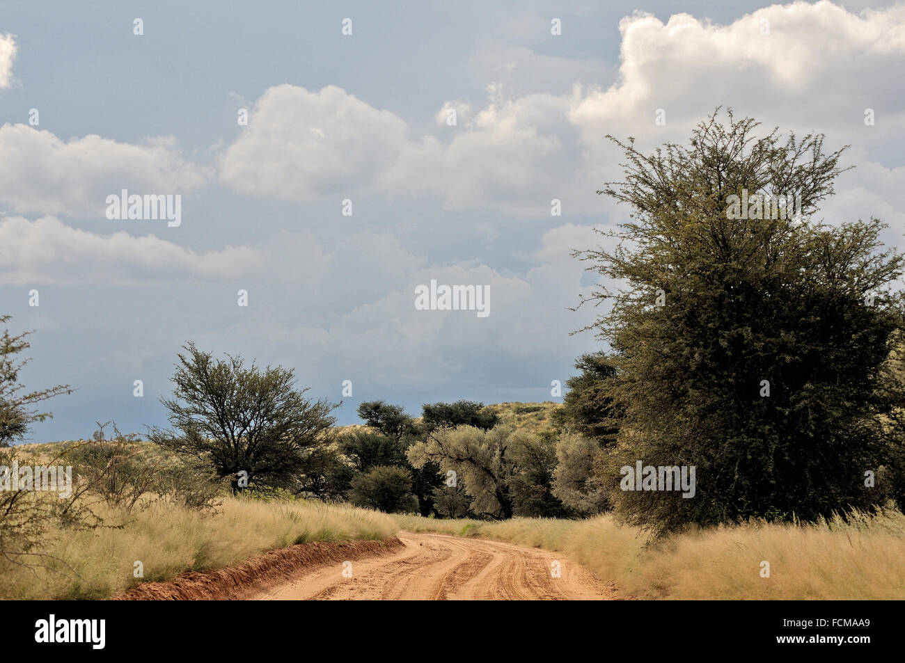 Paysage de la route dans le parc transfrontalier de Kgalagadi, Afrique du Sud Banque D'Images
