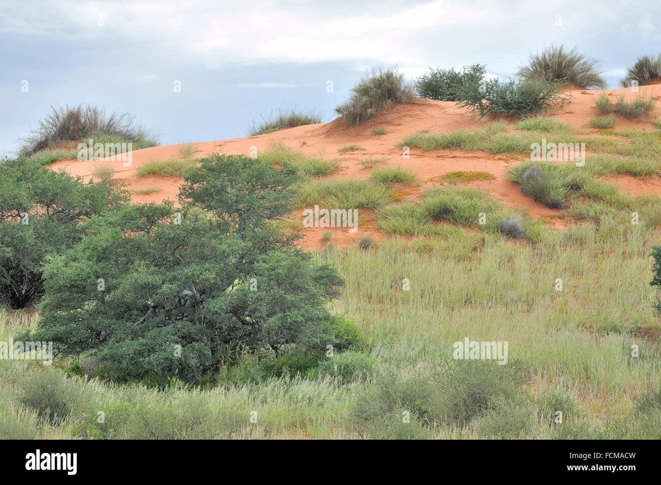 Paysage de dunes dans le parc transfrontalier de Kgalagadi, Afrique du Sud Banque D'Images