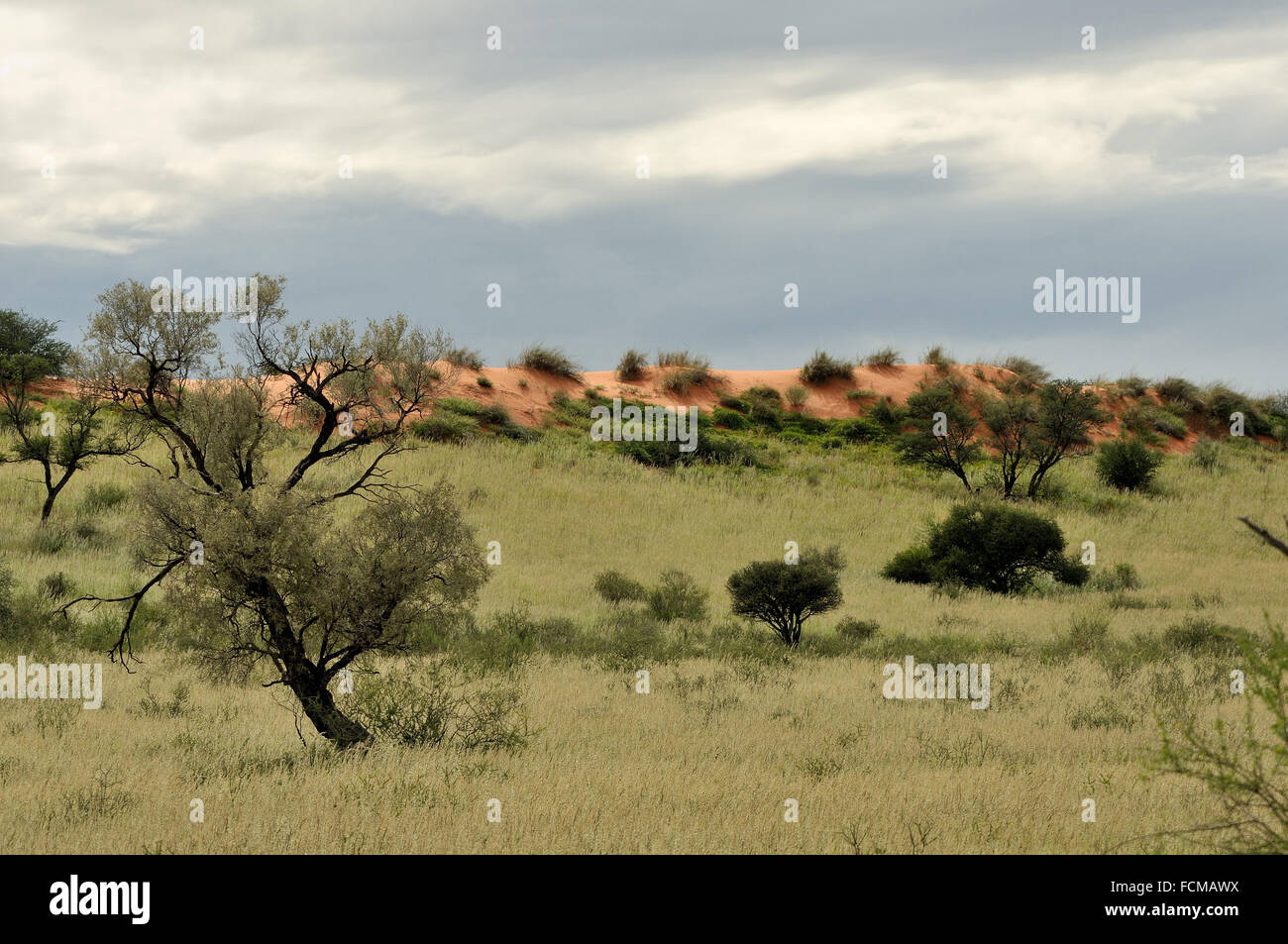 Paysage de dunes dans le parc transfrontalier de Kgalagadi, Afrique du Sud Banque D'Images