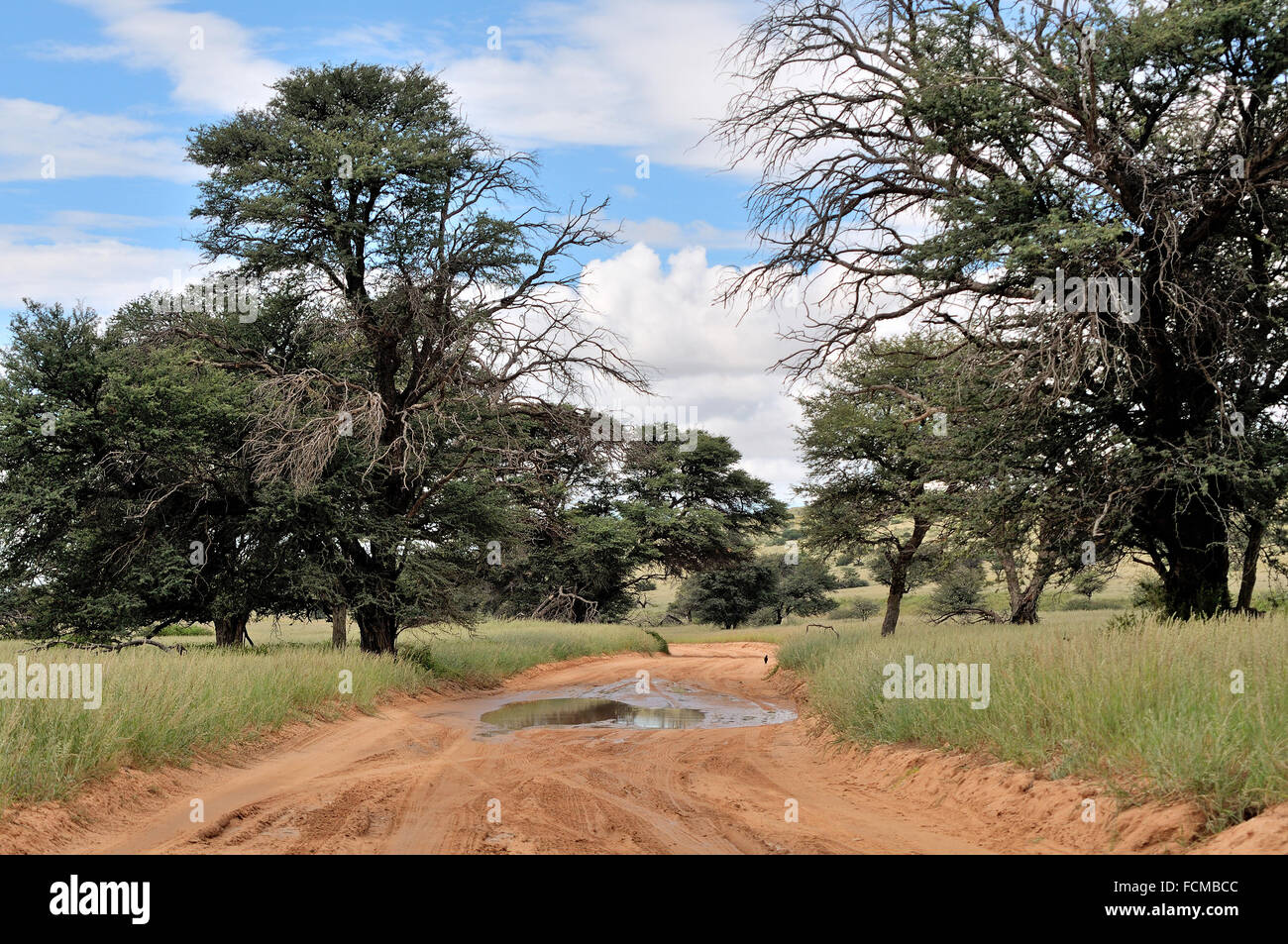 Paysage de la route dans le parc transfrontalier de Kgalagadi, Afrique du Sud Banque D'Images