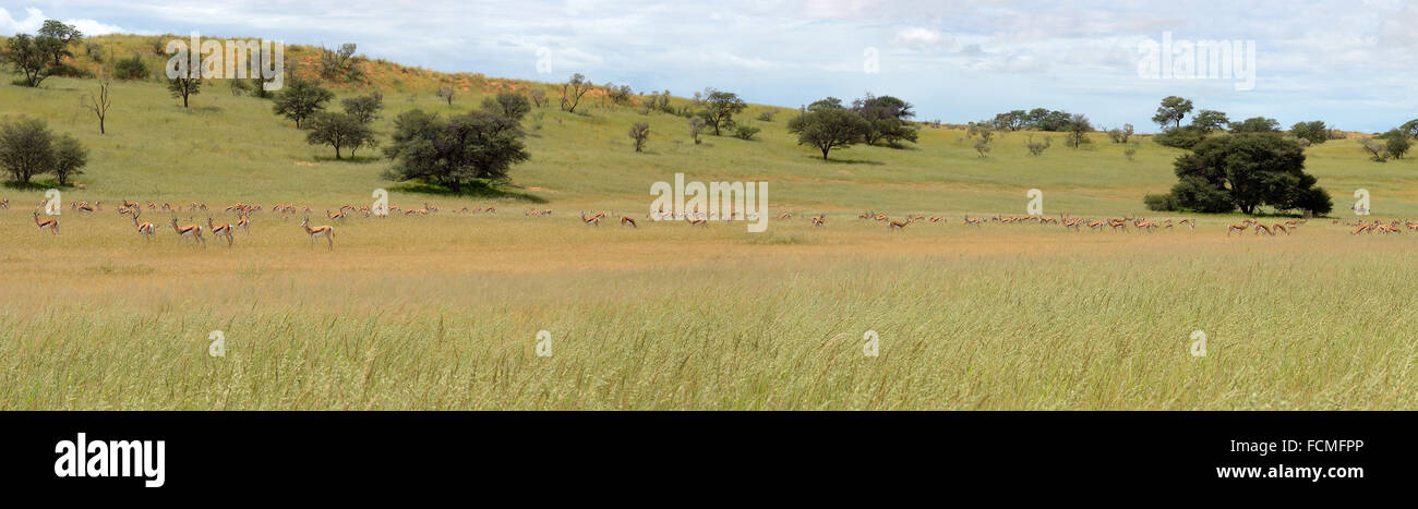 Panorama avec de nombreux animaux dans le parc transfrontalier de Kgalagadi Banque D'Images
