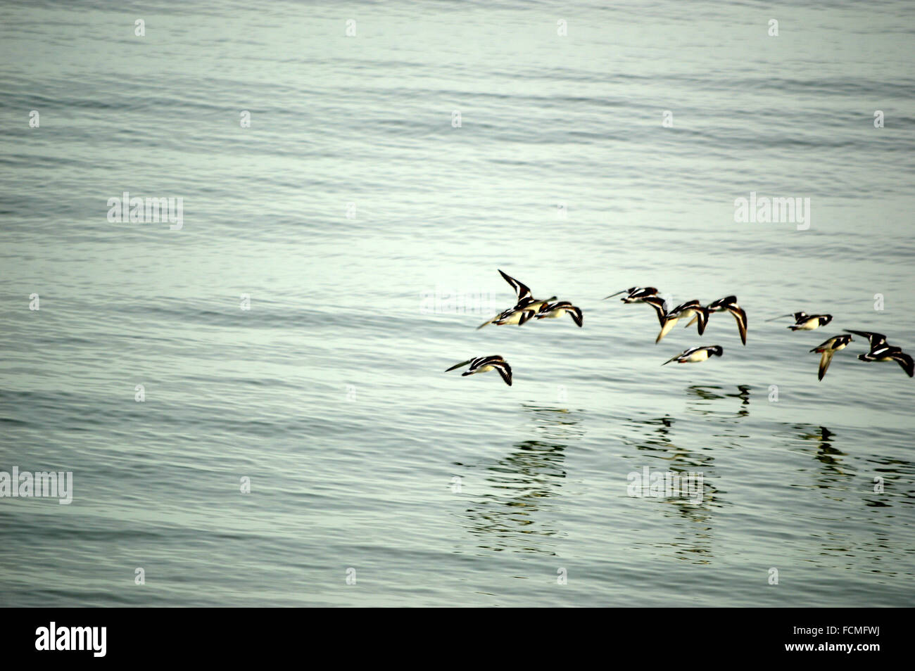 Collier Arenaria interpres ( ) en vol au dessus de l'espace texte  + mer Banque D'Images