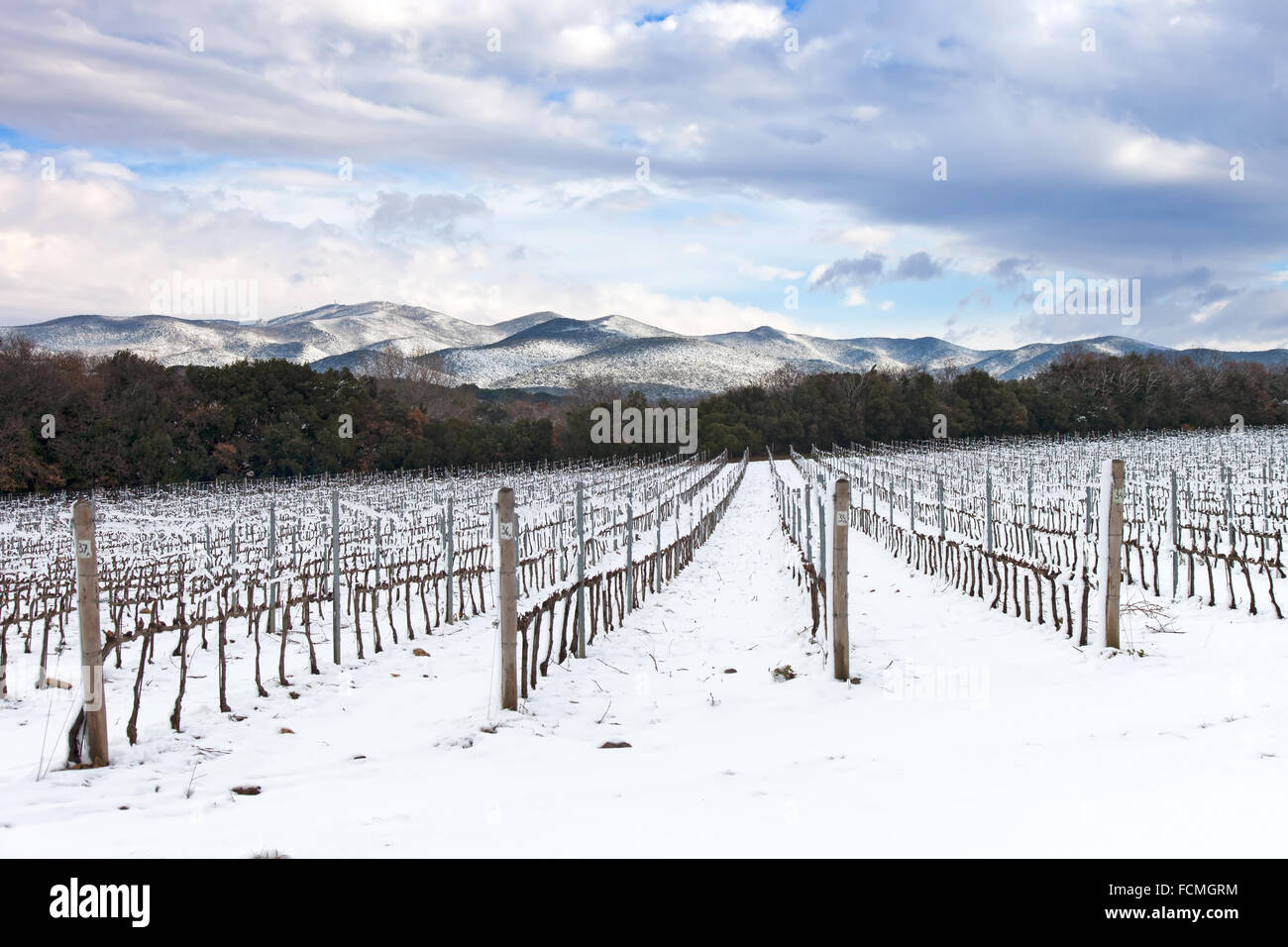 Les rangées de vignes couvertes de neige en hiver. Campagne du Chianti, Florence, Toscane, Italie Banque D'Images