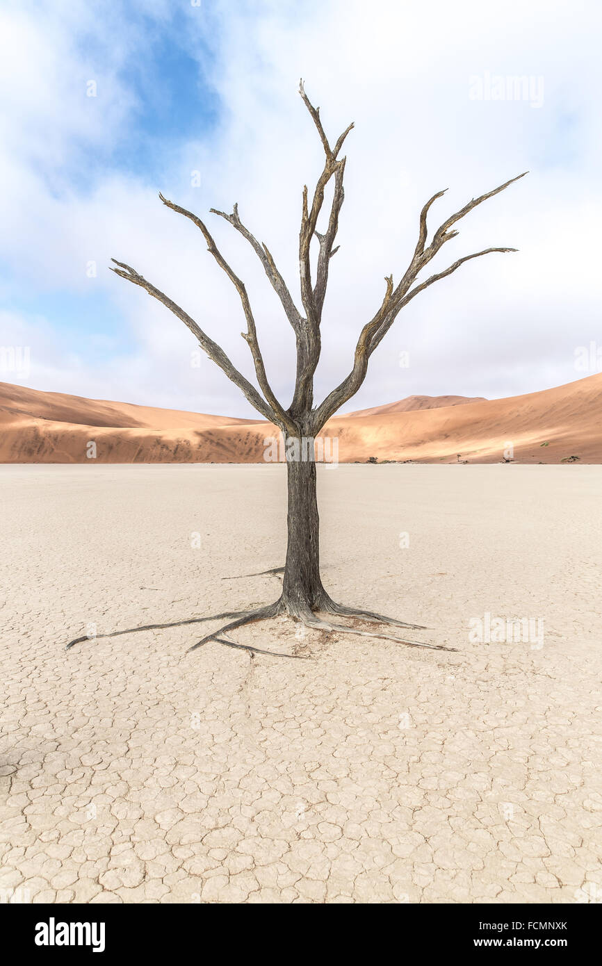 Un arbre pétrifié dans le désert de Namibie. Banque D'Images