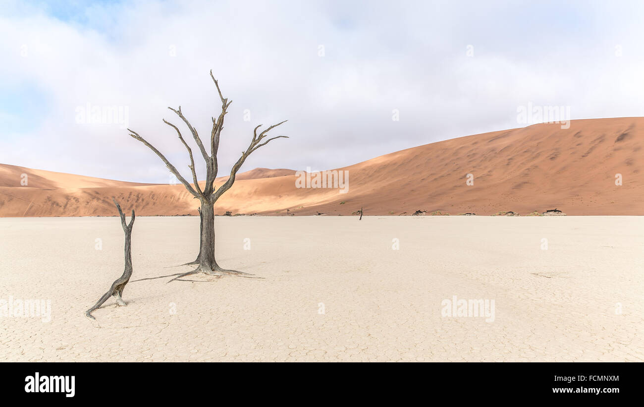 Un arbre pétrifié dans le désert de Namibie. Banque D'Images
