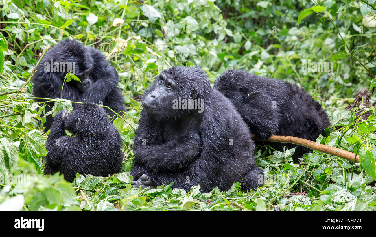 Gorilla family Banque de photographies et d'images à haute résolution -  Alamy