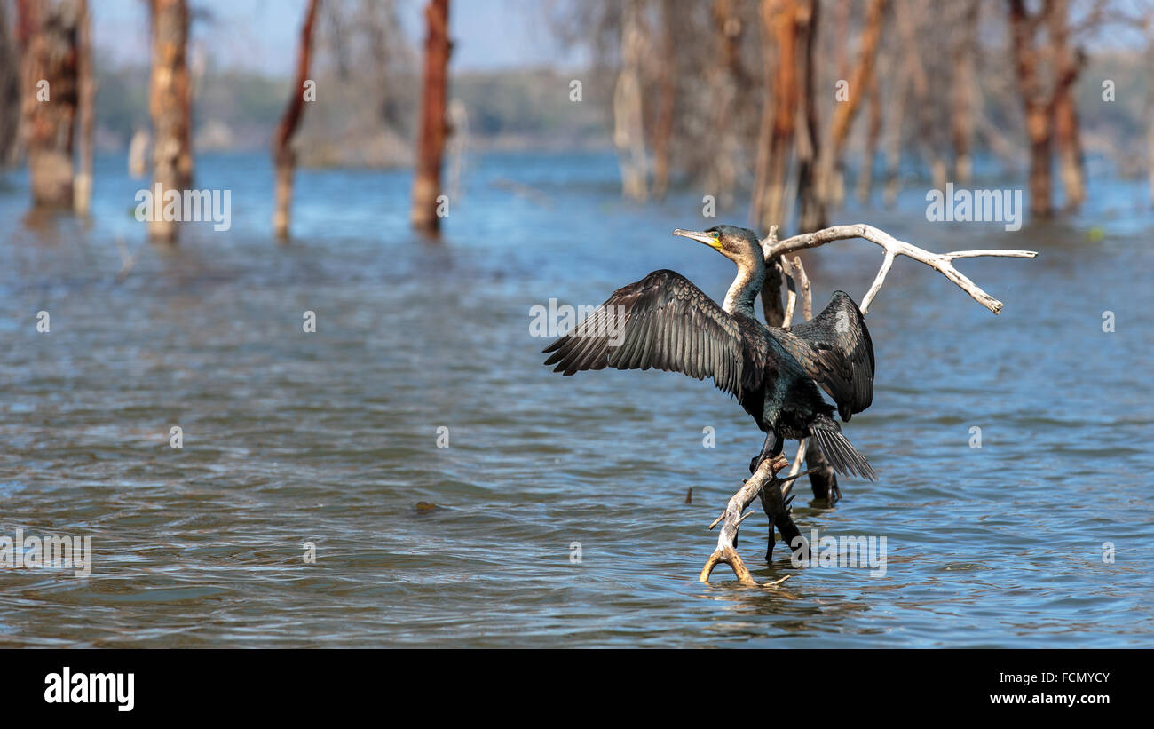 Un oiseau dans le lac Naivasha, Kenya Banque D'Images