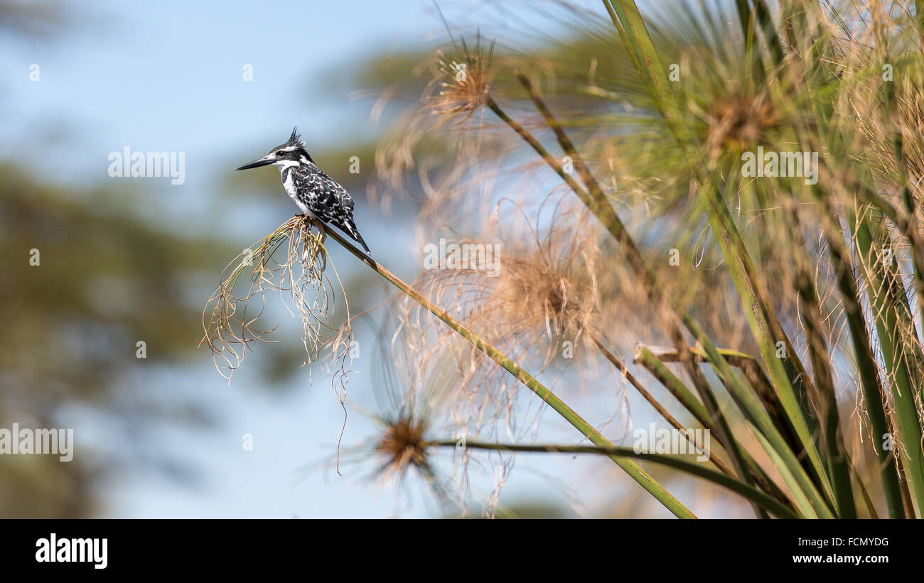 Oiseau de Kingfisher Banque D'Images