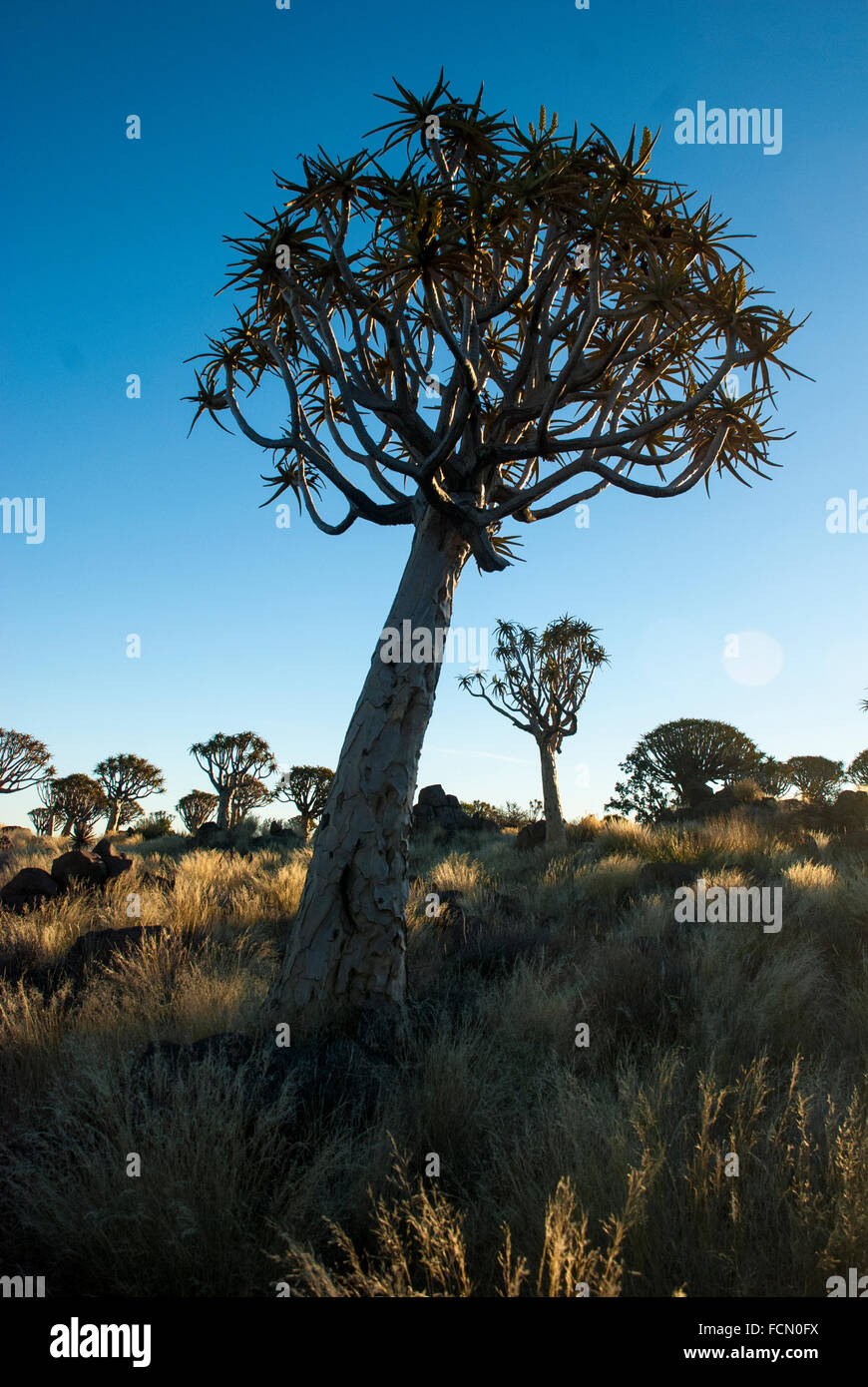 Arbres carquois Kokerboom, Aloe dichotoma, Quiver Tree, forêt, Ferme Gariganus, Keetmannshoop, Namibie, Afrique Banque D'Images