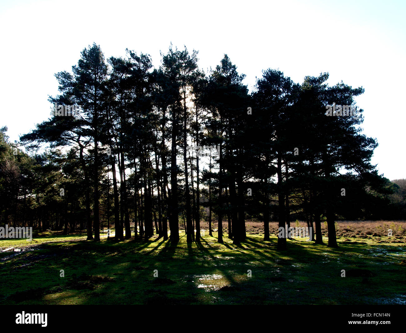 Soleil d'hiver faible derrière bouquet d'arbres, le New Forest, Hampshire, Royaume-Uni Banque D'Images