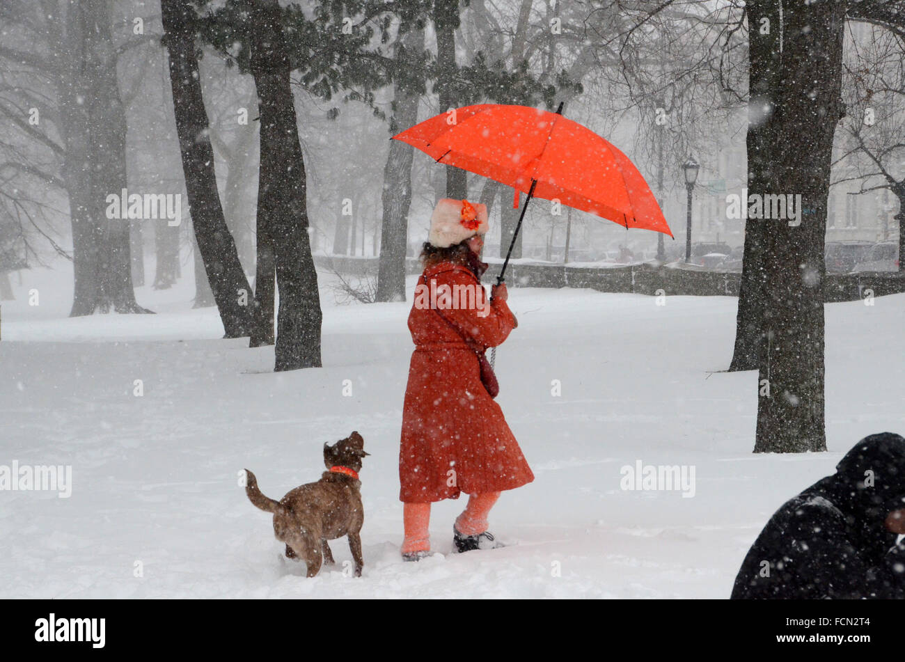 New York, USA. 23 janvier, 2016. Tempête de neige à New York Brooklyn 2016 Jonas Crédit : Simon leigh/Alamy Live News Banque D'Images