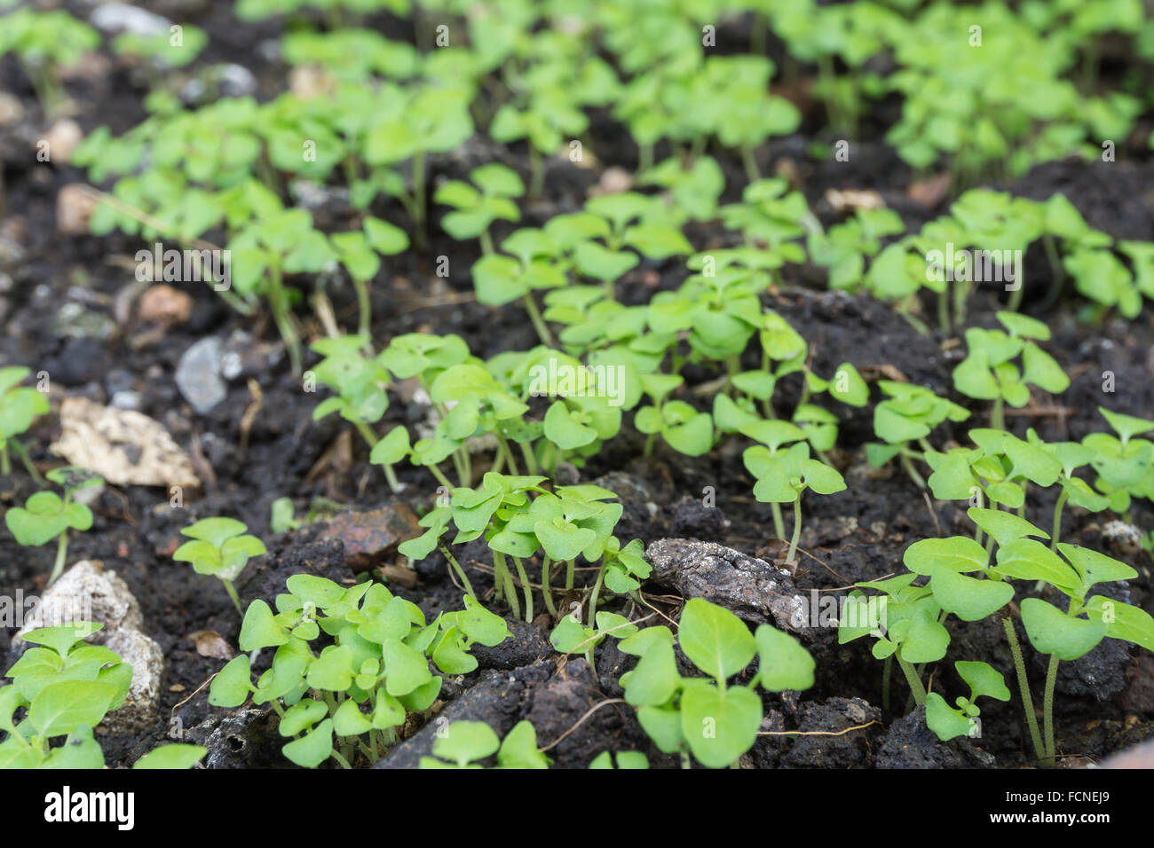 Close up of a young plant dans le sol Banque D'Images