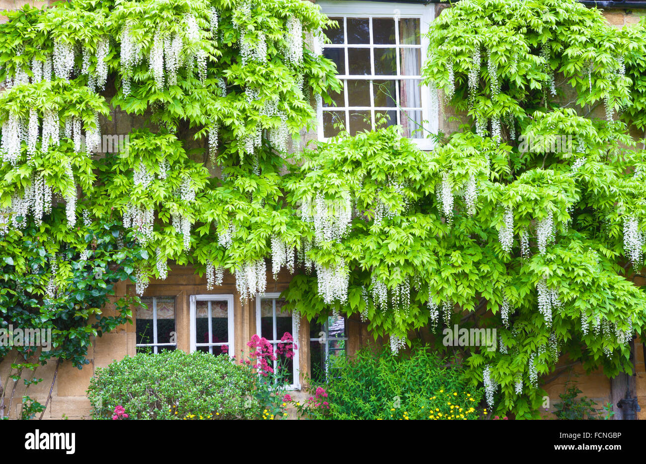 La floraison de la glycine blanche entourant Windows en anglais charmant cottage en pierre Banque D'Images