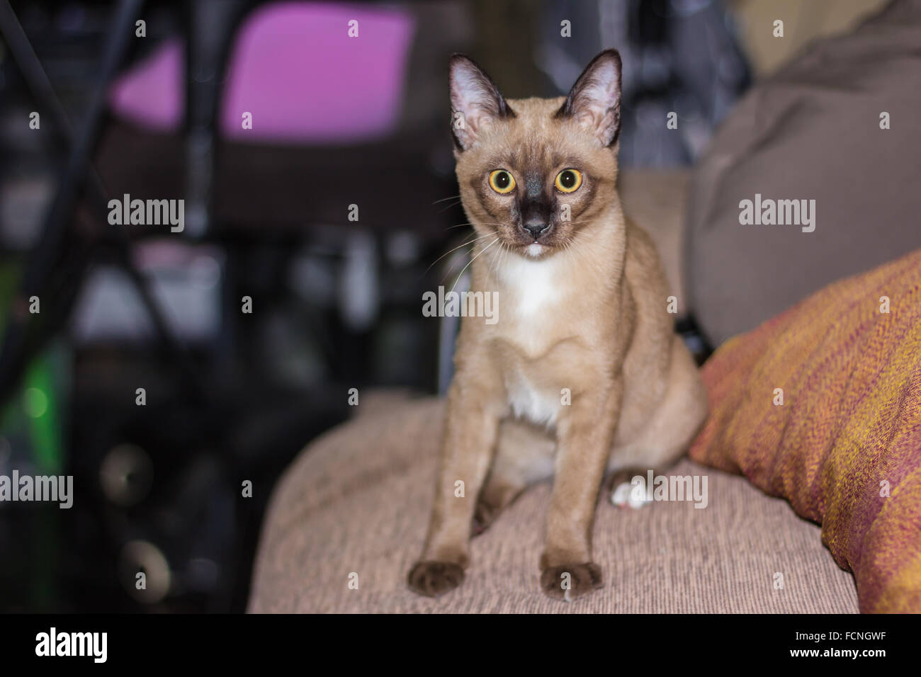 Un petit mâle tabby cat lying de contact avec les yeux. Banque D'Images