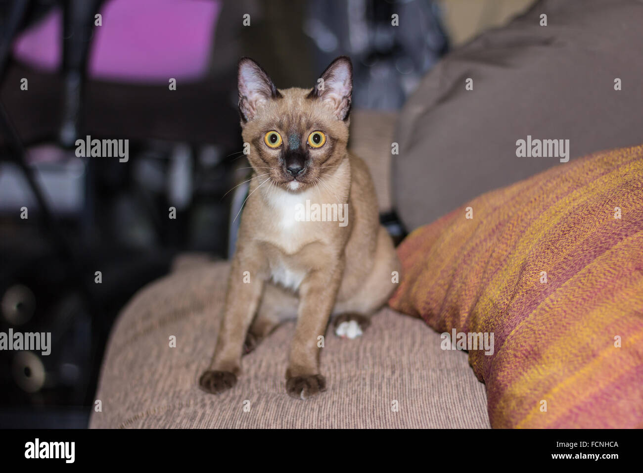 Un petit mâle tabby cat lying de contact avec les yeux. Banque D'Images