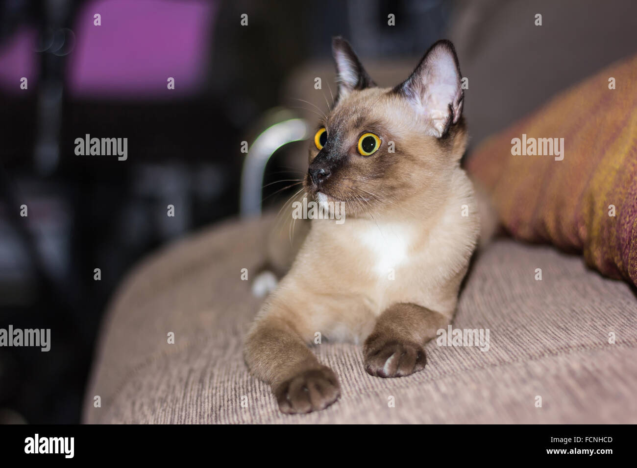 Un petit mâle tabby cat lying de contact avec les yeux. Banque D'Images