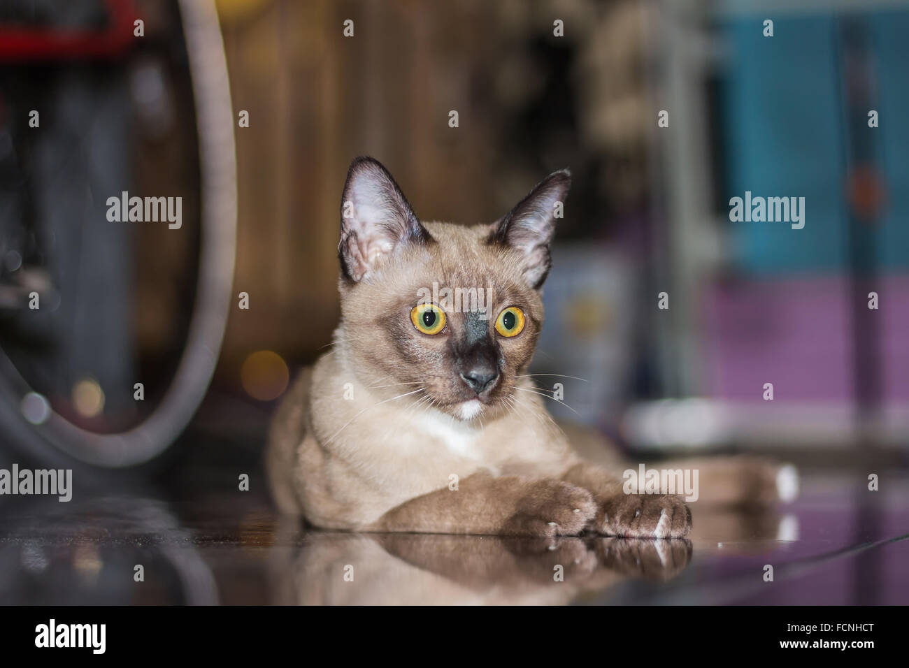 Un petit mâle tabby cat lying de contact avec les yeux. Banque D'Images