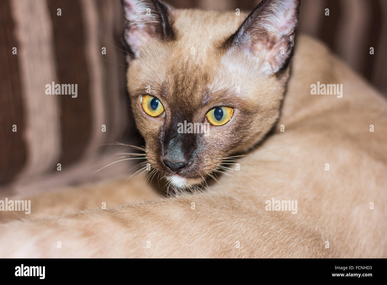 Un petit mâle tabby cat lying de contact avec les yeux. Banque D'Images