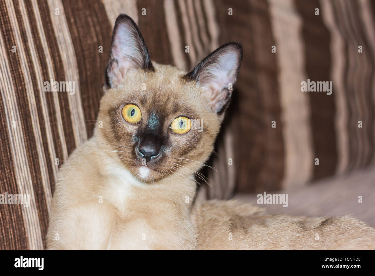 Un petit mâle tabby cat lying de contact avec les yeux. Banque D'Images