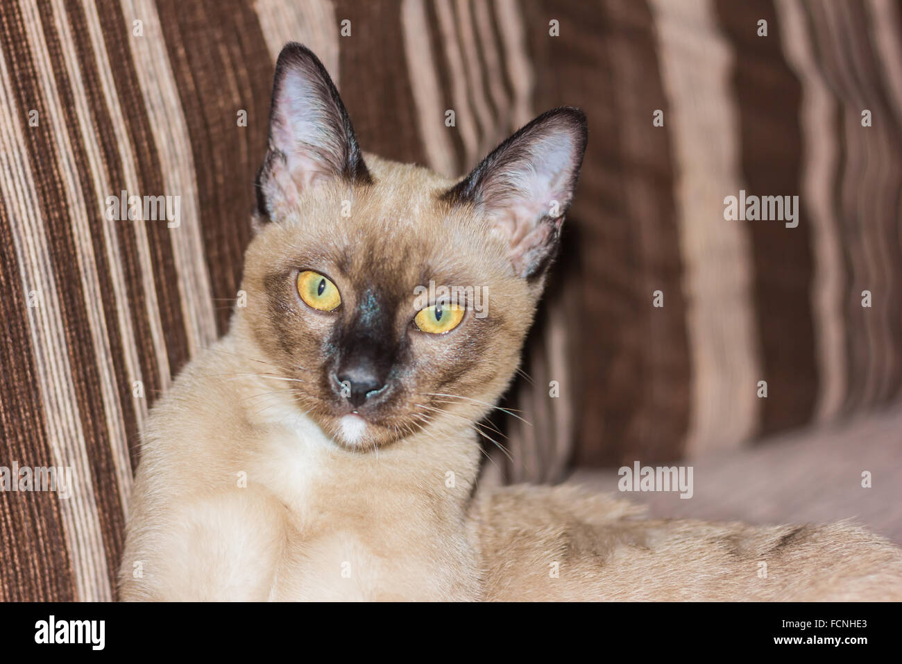 Un petit mâle tabby cat lying de contact avec les yeux. Banque D'Images