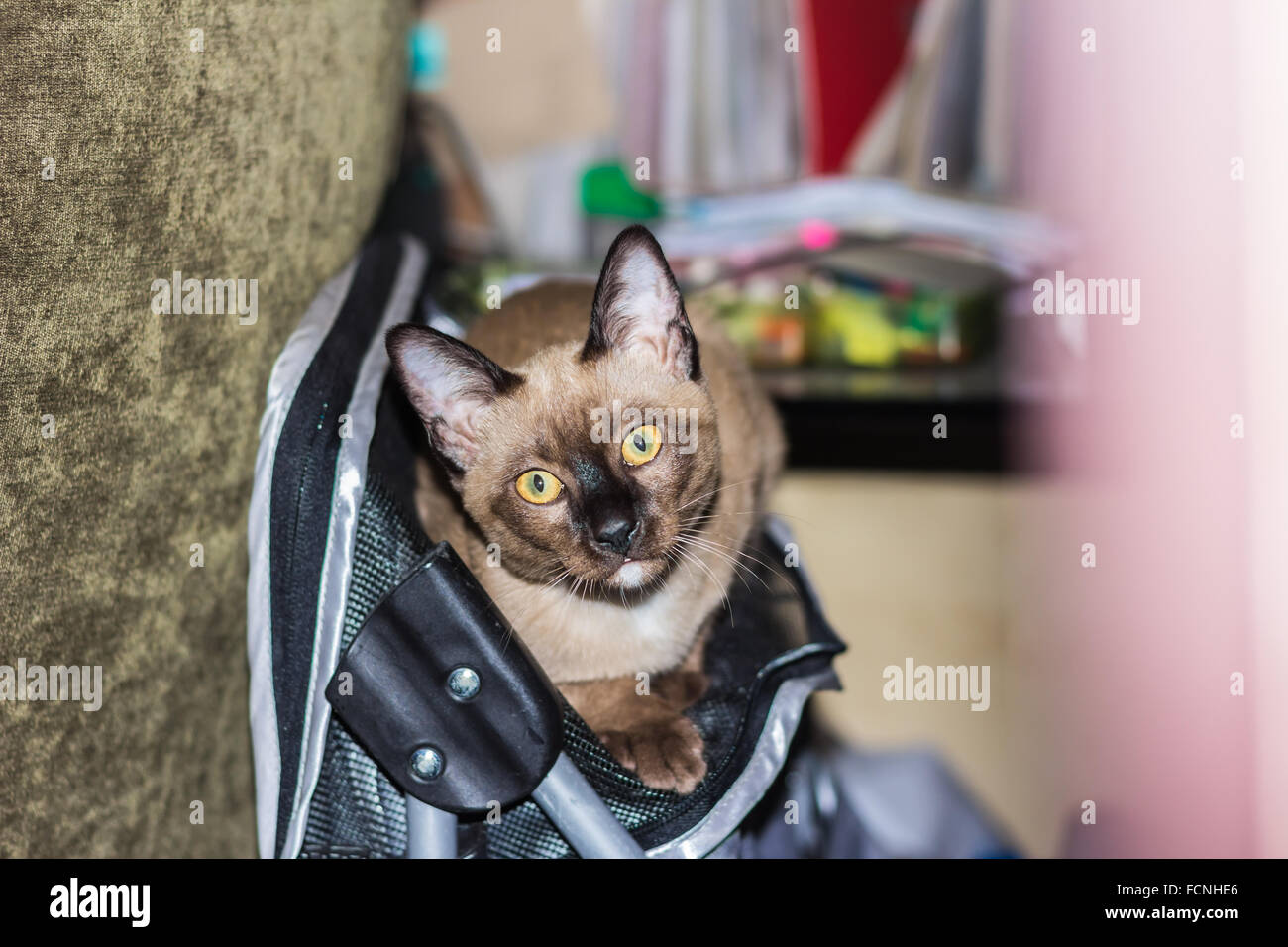 Un petit mâle tabby cat lying de contact avec les yeux. Banque D'Images
