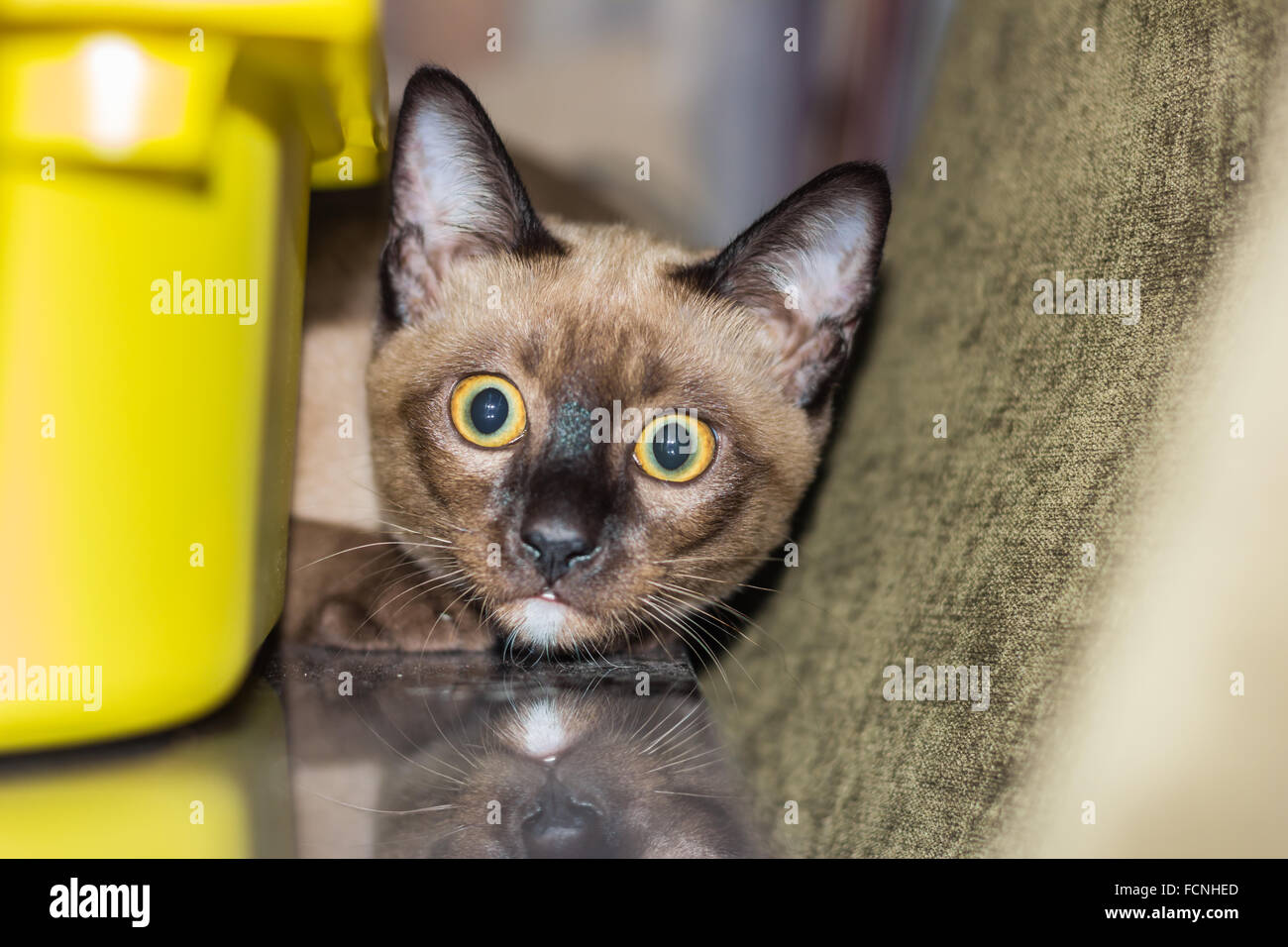 Un petit mâle tabby cat lying de contact avec les yeux. Banque D'Images