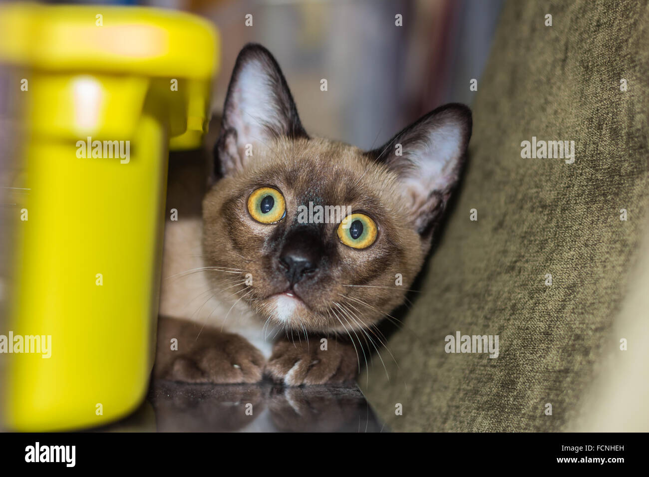 Un petit mâle tabby cat lying de contact avec les yeux. Banque D'Images