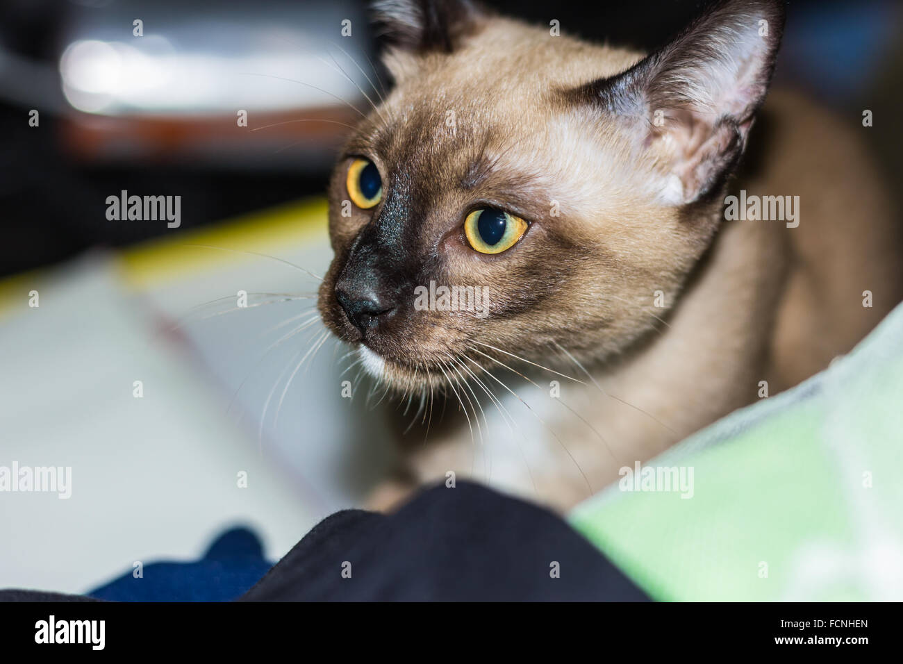 Un petit mâle tabby cat lying de contact avec les yeux. Banque D'Images