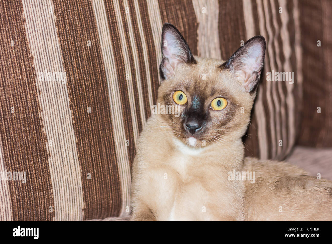 Un petit mâle tabby cat lying de contact avec les yeux. Banque D'Images