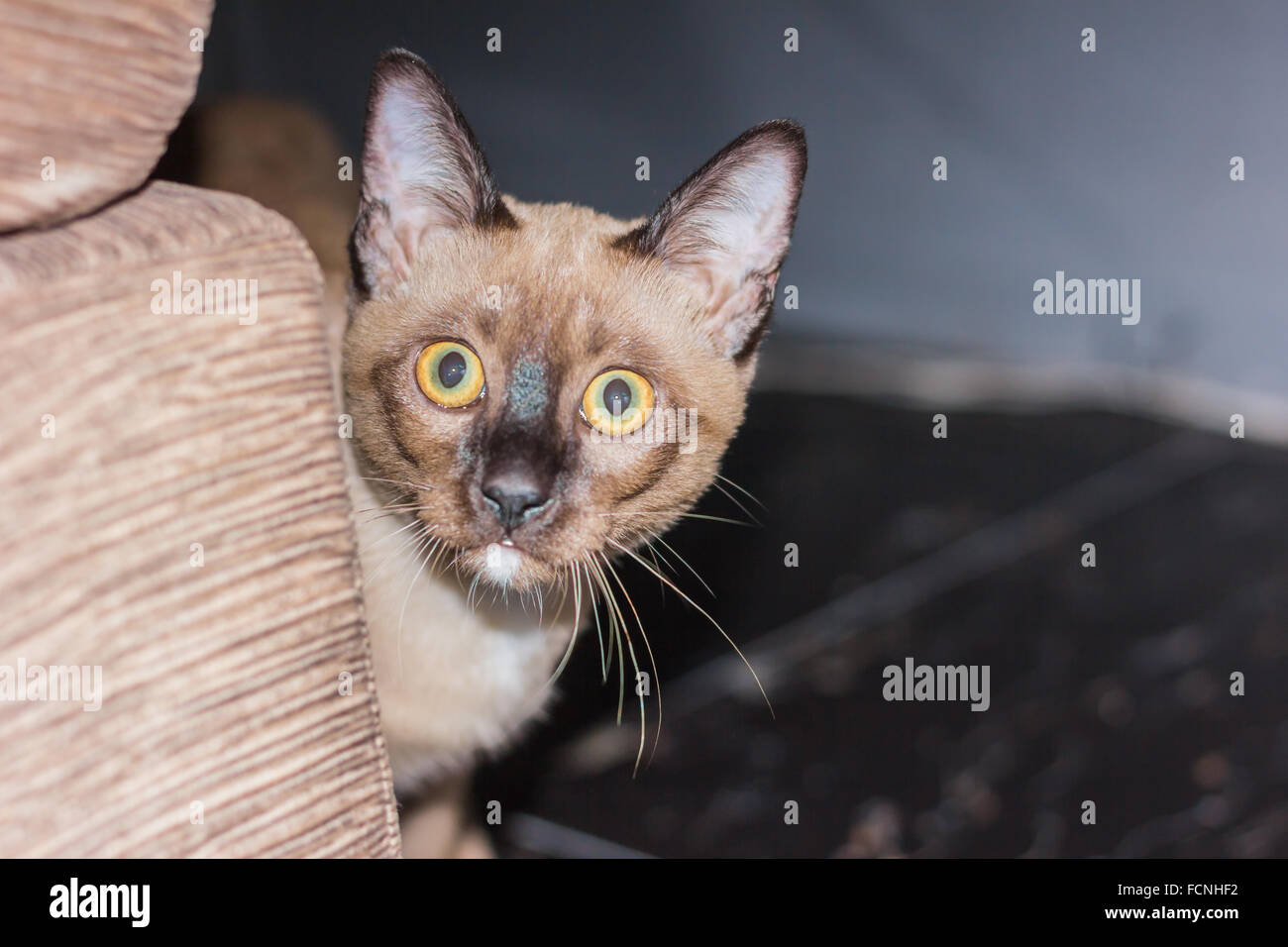 Un petit mâle tabby cat lying de contact avec les yeux. Banque D'Images