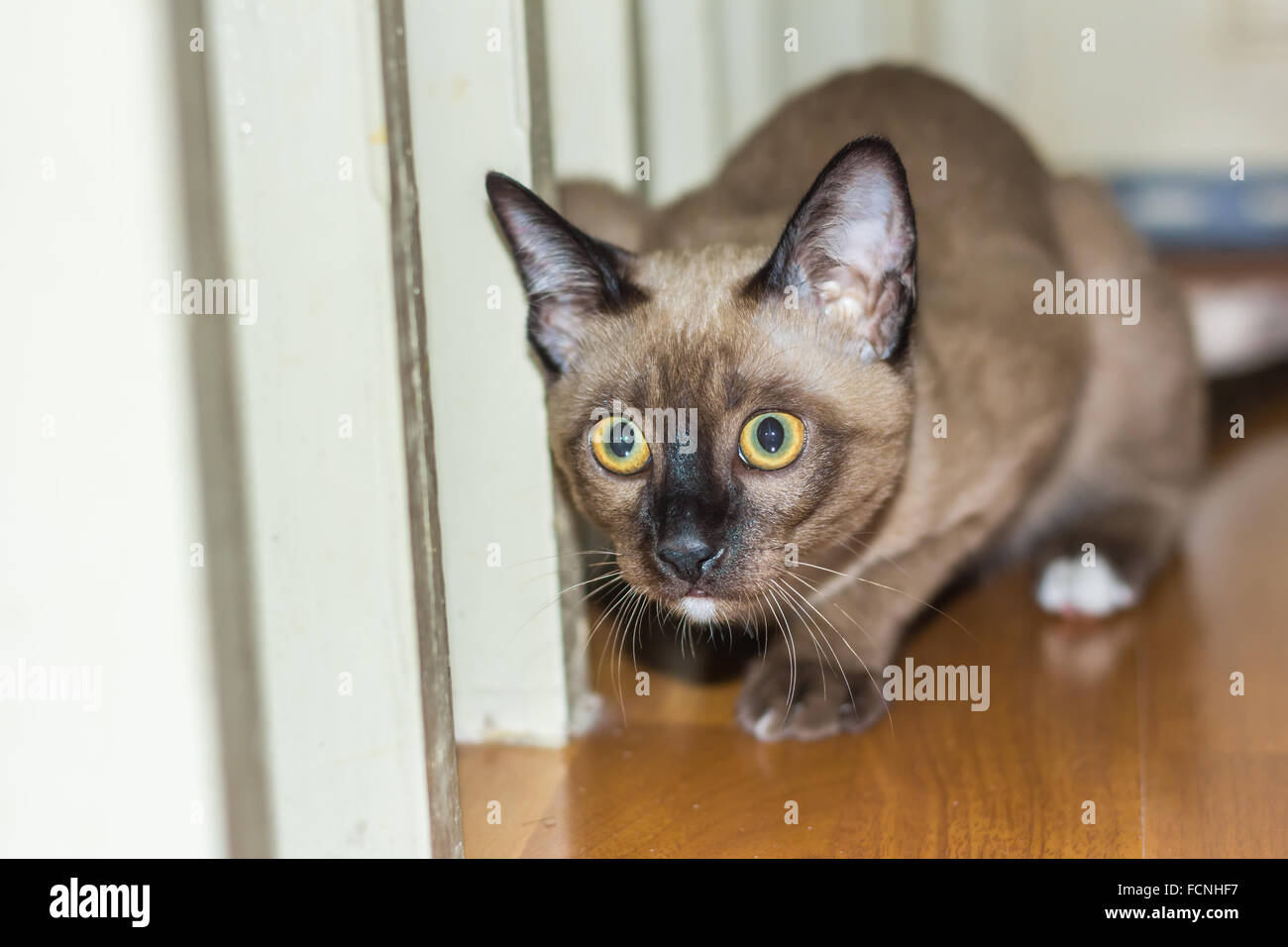 Un petit mâle tabby cat lying de contact avec les yeux. Banque D'Images
