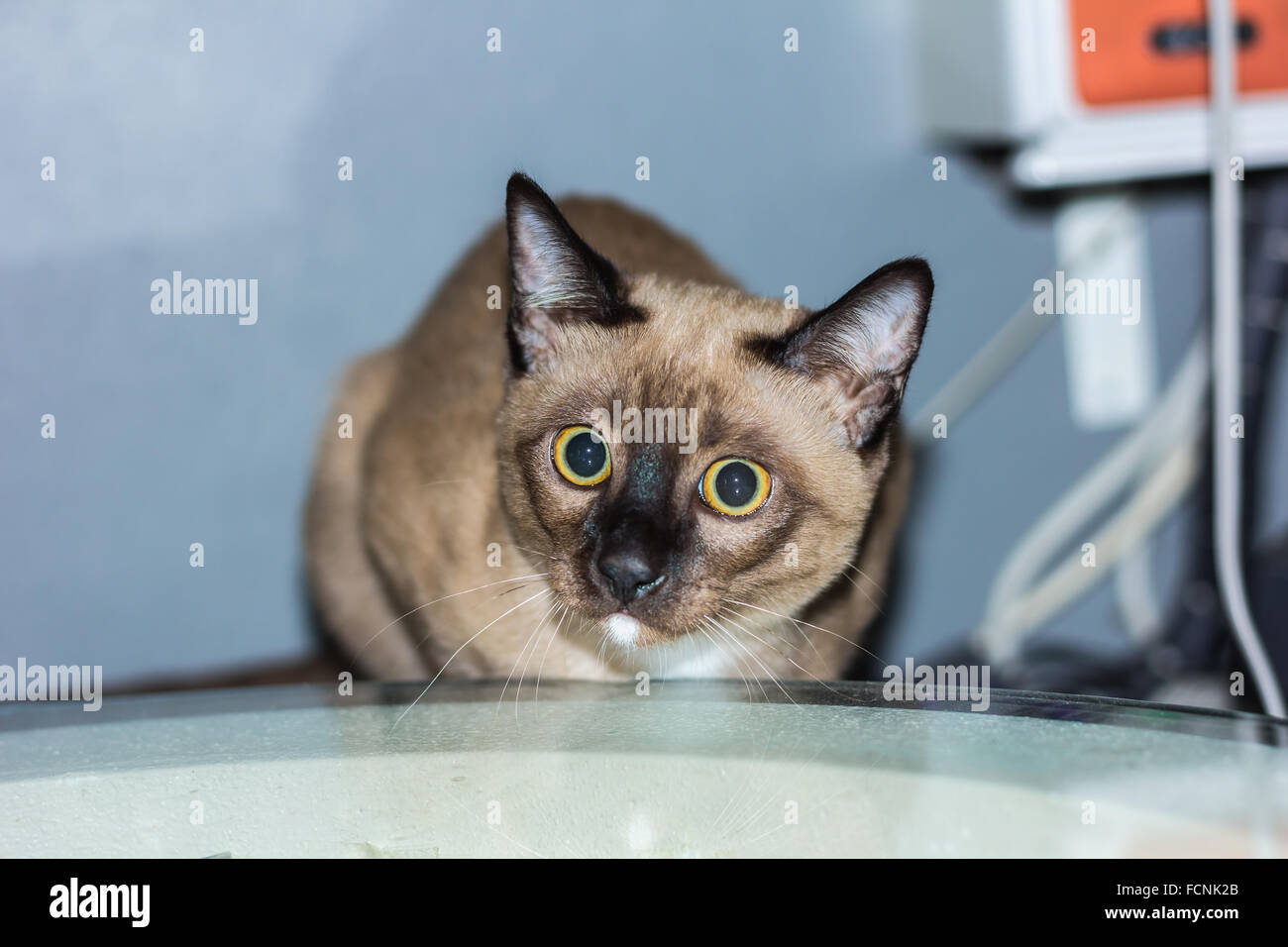Un petit mâle tabby cat lying de contact avec les yeux. Banque D'Images
